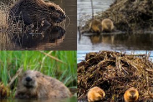 Сразившего кузена на ядринской охоте ограничили 