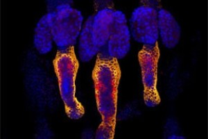 Стволовые клетки - чистят, шишания - колола