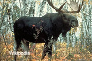 За лося у Новое Чурино взяли в Янтиково