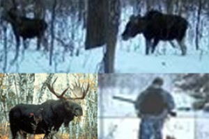 Застрелившего лося у Искры отдали суду