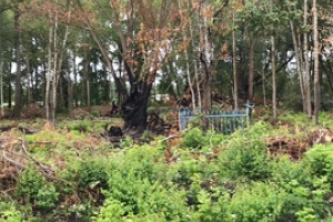 Прокуроры навели порядок на погосте и наказали Икар