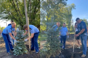 Прокуроры высадили в Сказке Алатыря голубые ели