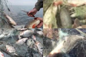 Сетевого ловца на Мочкаушке осудят за 20 красноперок