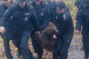 Время  блуждания по Чебоксарам медведя