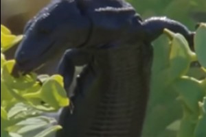 Директор новочебоксарского зоопарка получил 50 тысяч