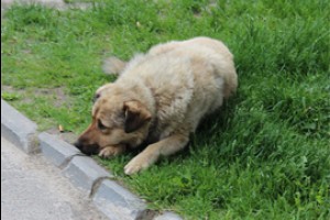 Бездомным животным Чувашии вышло оскудение бытия