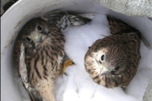 Соколят на ТЭЦ-2 Чебоксар вызволили из трубного плена