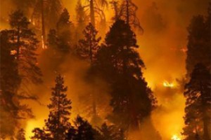 На Первом нашли спалившего траву Хакасии