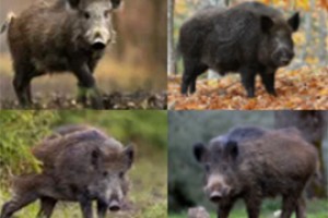 Ибресинский лесник потрудится за пару кабанов 