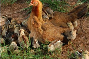 Убийству за 3 кур дали 11 строгих лет