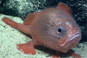 Прокуроры Ибреси блокируют браконьерские сайты