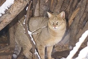 Прокуроры защитили камышовых котов 