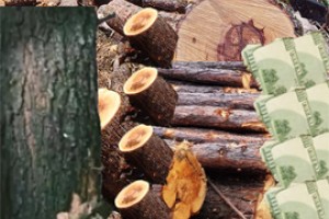 Прокуроры озвучат лесные преступления