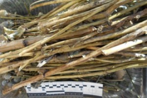 15 кустов поречанке встали в 160 часов