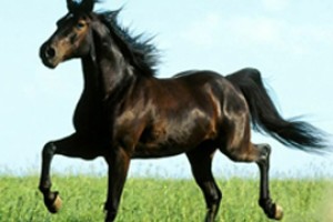 В красночетайский кювет уехала не телега