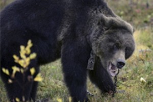 Мэрии Новочебоксарска велели бассейн медведю