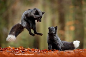 Когда парсимония переходит в антимонию