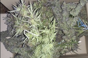  Алатырскому сборщику вменили 1,5 кг марихуаны