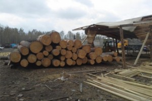 Зама лесопильной фирмы обвинили в травме работника
