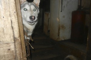 МВД Чувашии рассказало волчью невольничью историю 