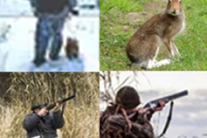 5 зайцев в Аранчеево пошли за 45 тысяч