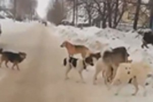 Свободу фермеру Первых Вурманкасов ограничили 