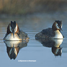 chomga iz Krasnoj knigi