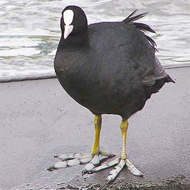 lysuha iz Krasnoj knigi