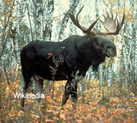 Losej ostaetsya malo