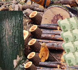 Istoriya o nezakonnoj rubke lesnyh nasazhdenij