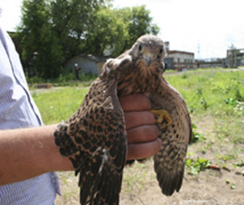 Sokolyata iz truby tez1