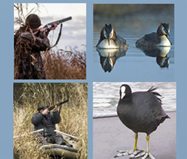 ohota na lysuh i chomgu iz Krasnoj knigi