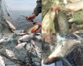 Nezakonnye lovcy ryby setyami