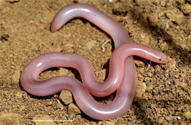 Kogda parsimoniya perekhodit v antimoniyu10