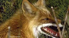 Kogda parsimoniya perekhodit v antimoniyu3