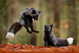 Kogda parsimoniya perekhodit v antimoniyu8