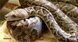 Kogda parsimoniya perekhodit v antimoniyu9