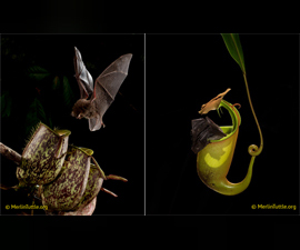 Uchenye rasskazali o polze i vrede signalov5