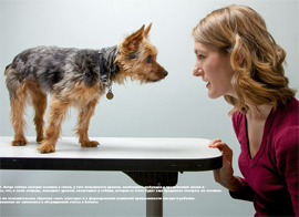 druzhba ljudej i sobak zavisit ot oksitocina1