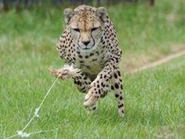 gepard