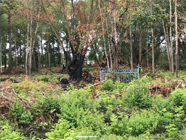 Prokurory byutsya za pogost v Polevyh Bikshikah i kulturnoe nasledie v Alatyre