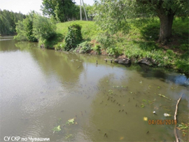 Konkretnyh vinovnikov massovoj gibeli ryb iz Civilskogo bekona SU SKR po Chuvashii obyazatelno otyshchet