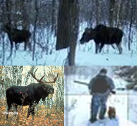 Nezakonnaya ohota na losej presleduetsya