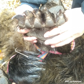 Vremya bluzhdaniya po Cheboksaram medvedya1