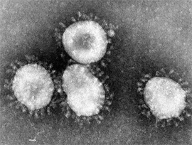 Vid koronavirusa v mikroskope