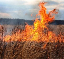Prokuratura Chuvashii razrabotala zakon o nakazanii za opasnyj podzhog suhoj travy i musora